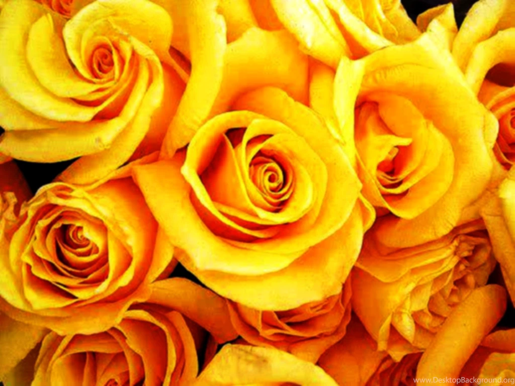 Yellow Roses Images