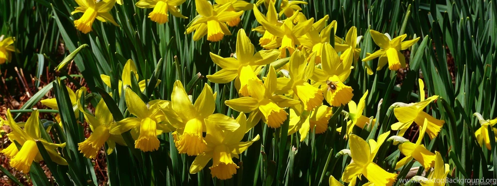 MLeWallpapers.com Yellow Daffodils
