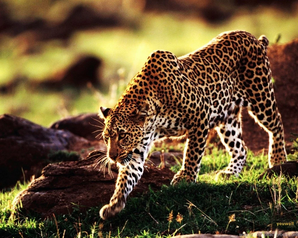 Cheetah Animal Wallpapers