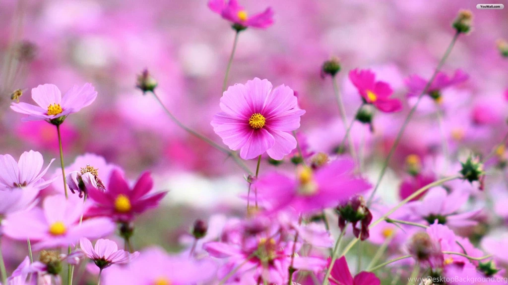 Flowers Wallpapers