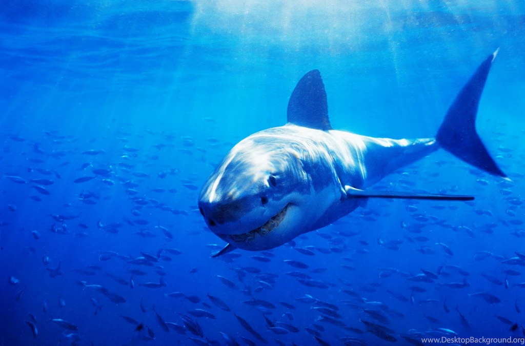 Sea Blue Shark HD Wallpapers