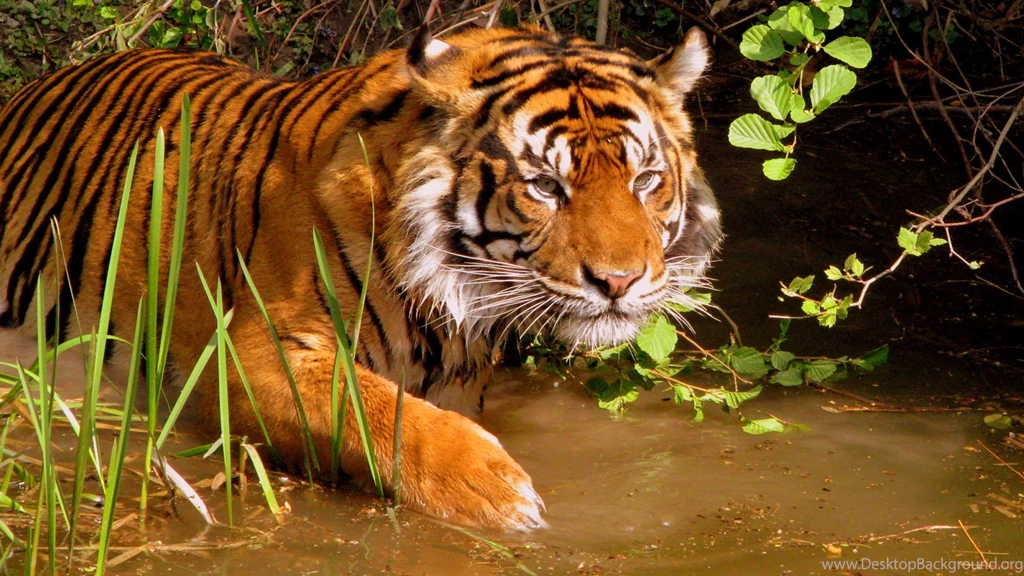 Hunting Tiger Wallpapers : HD Wallpaper, Backgrounds Wallpapers Desktop ...