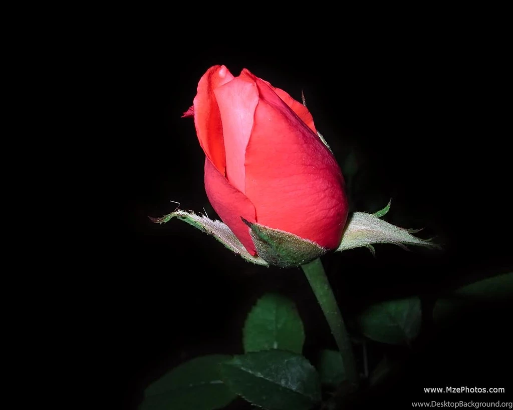 Google Image Result For Http://www.mzephotos.com/wallpapers/roses ...