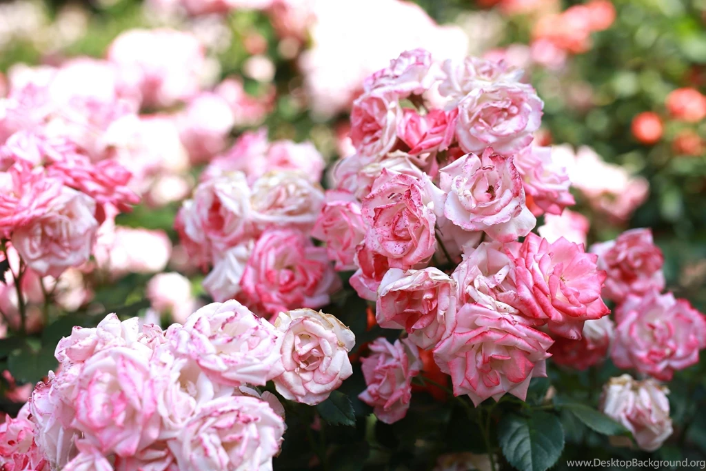 Top Rose Buds Wallpapers Wallpapers