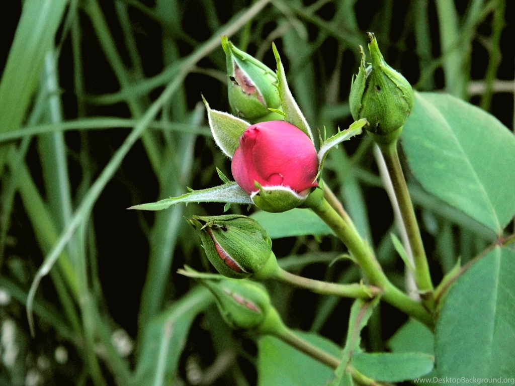 Red Rose Buds Computer Wallpapers, Desktop Backgrounds