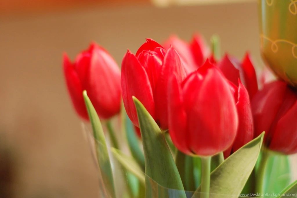 Flower Flowers Tulips Red Petals Bud Buds Close Up Leaves Leaves ...
