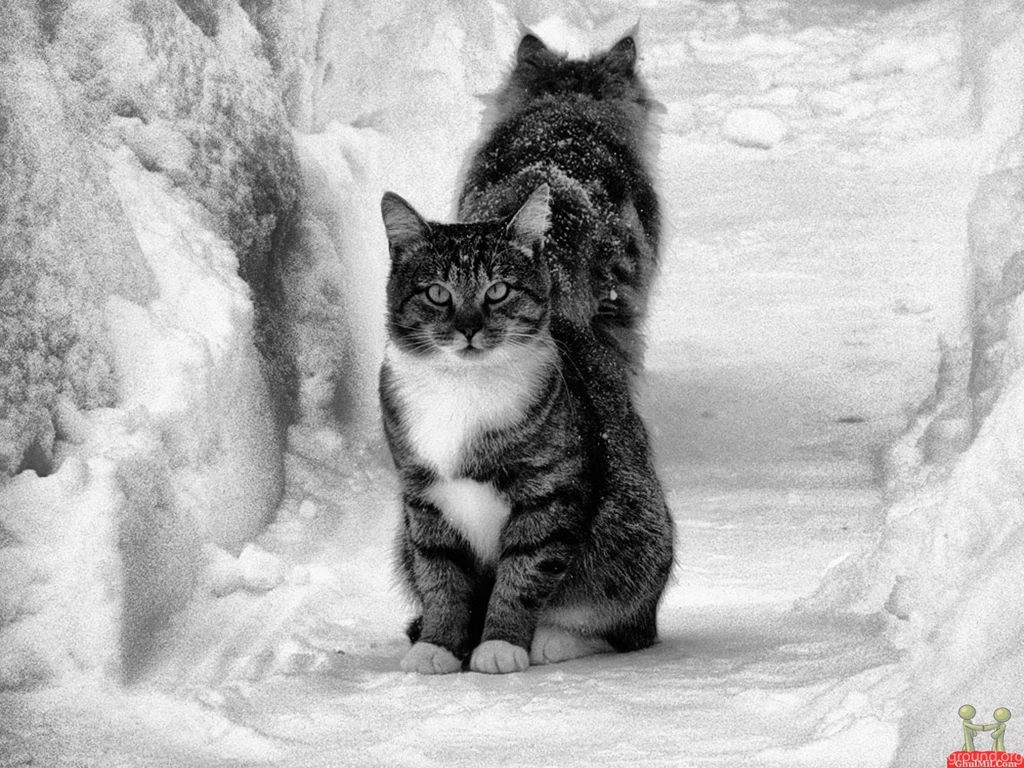 Beautiful Cats Desktop HD Wallpapers – HD Wallpapers Free Download