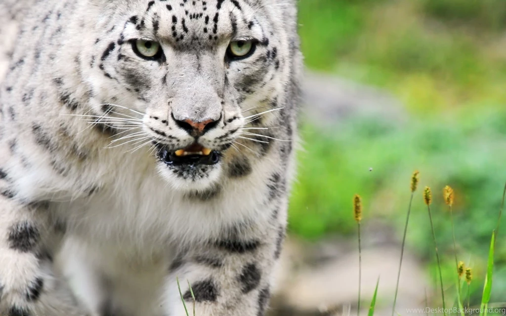 Wallpapers Hd Mac Leopard