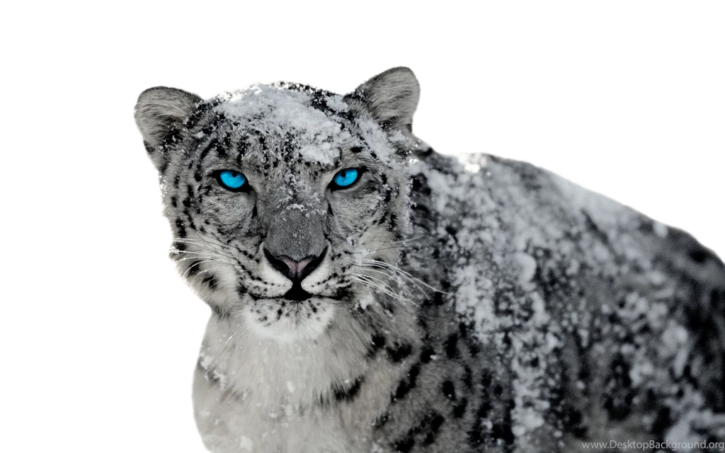 Snow Leopard Digital Wallpapers Attachment 8243 Amazing Wallpaperz