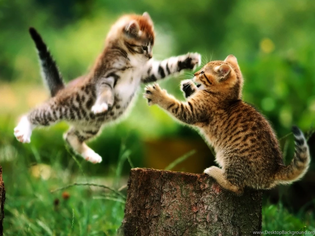 Funny And Cute Cats 6 Widescreen Wallpapers Funnypicture.org