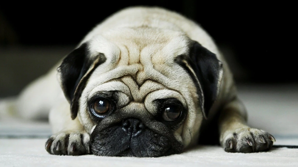 Cute Baby Animal Pictures Wallpapers Wallpapers Zone