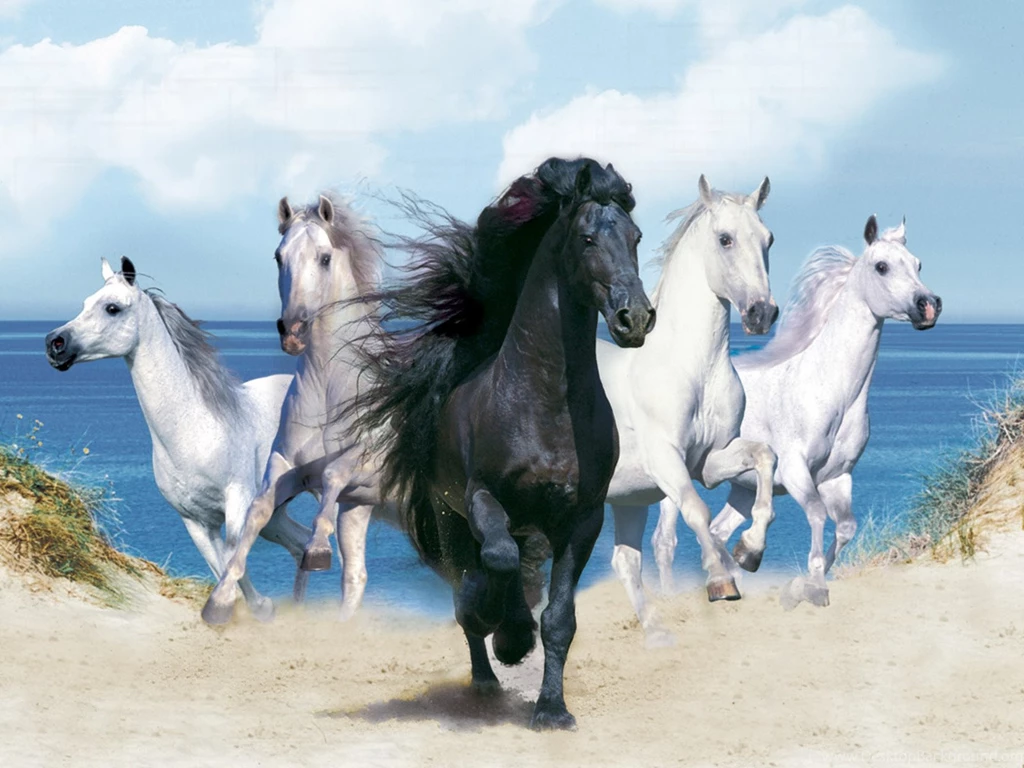 Desktop Backgrounds Horses