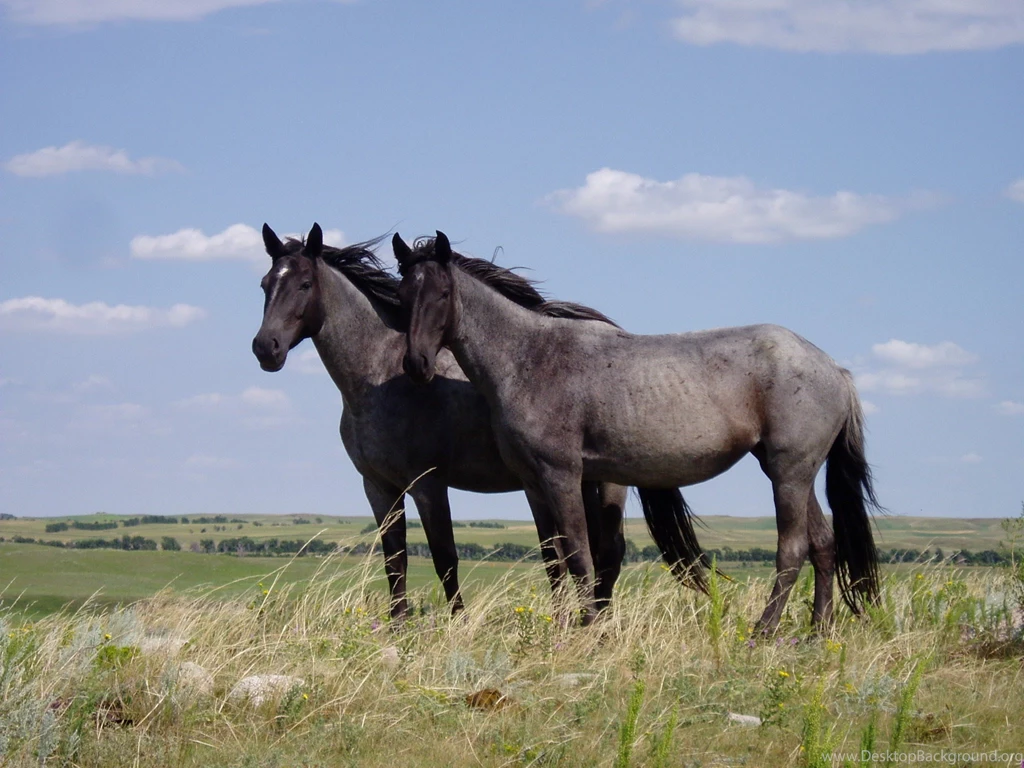 Desktop Fun: Horses Wallpapers Collection Series 1