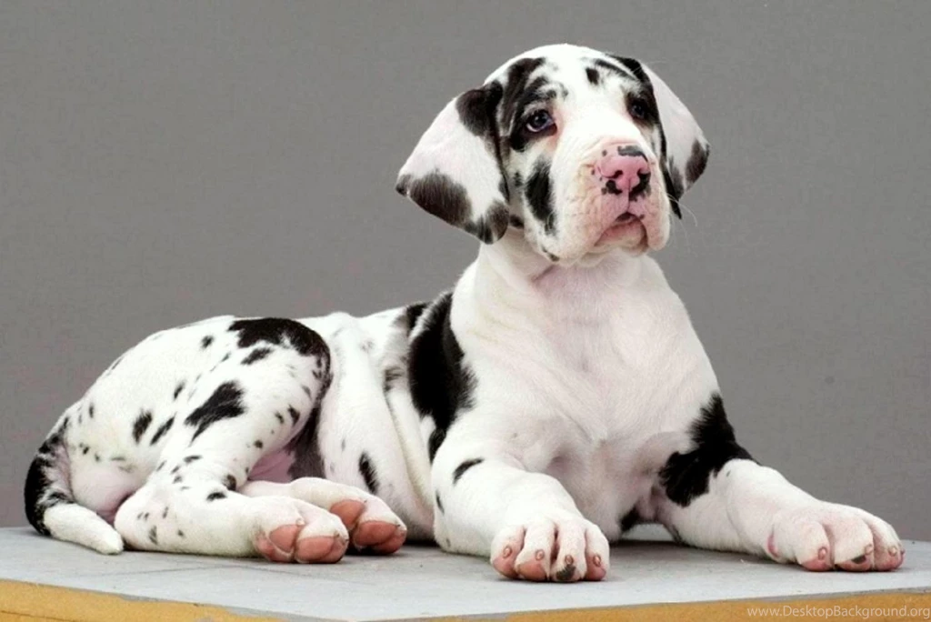 Adorable Puppy >> HD Wallpaper, Get It Now!