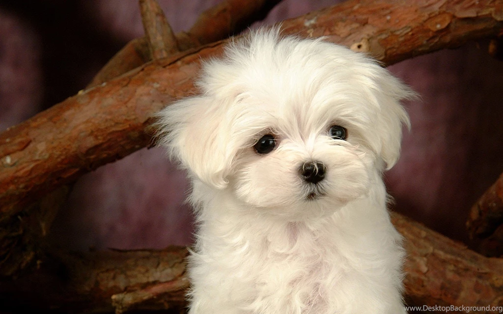 Cute Puppy Wallpapers Download Wallpapers PetPictures