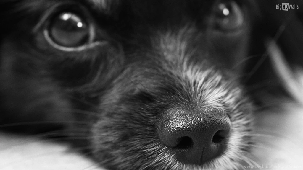 10 Insanely Cute HD Wallpapers Of Puppies