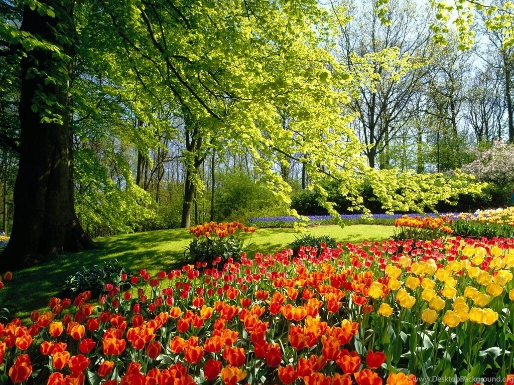 Flower Images Wallpapers
