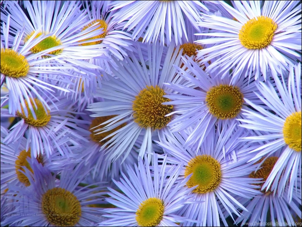 Flower Wallpapers For Desktop All Wallpapers New
