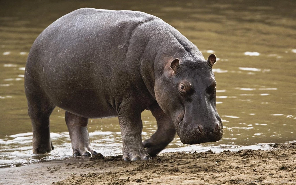 Hippo Wallpapers Hippos Wallpapers (24491034) Fanpop