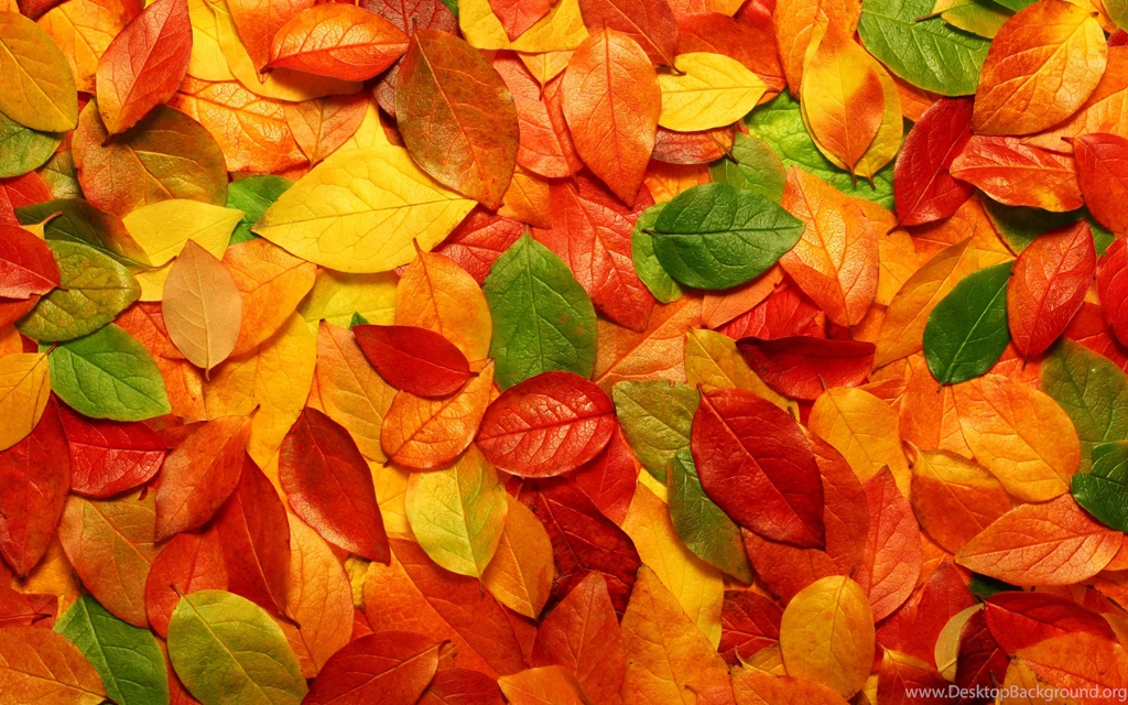 Fall Leaves Wallpapers