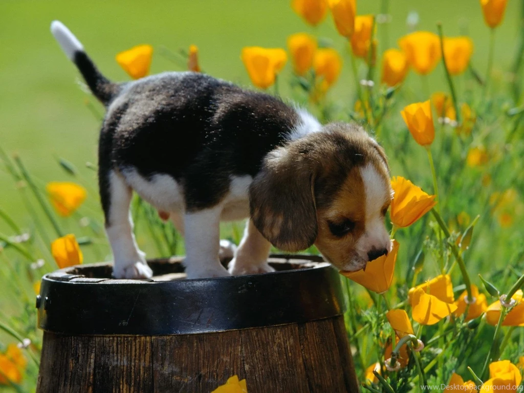 Doggy With Flowers Wallpapers 1600x1200 261510