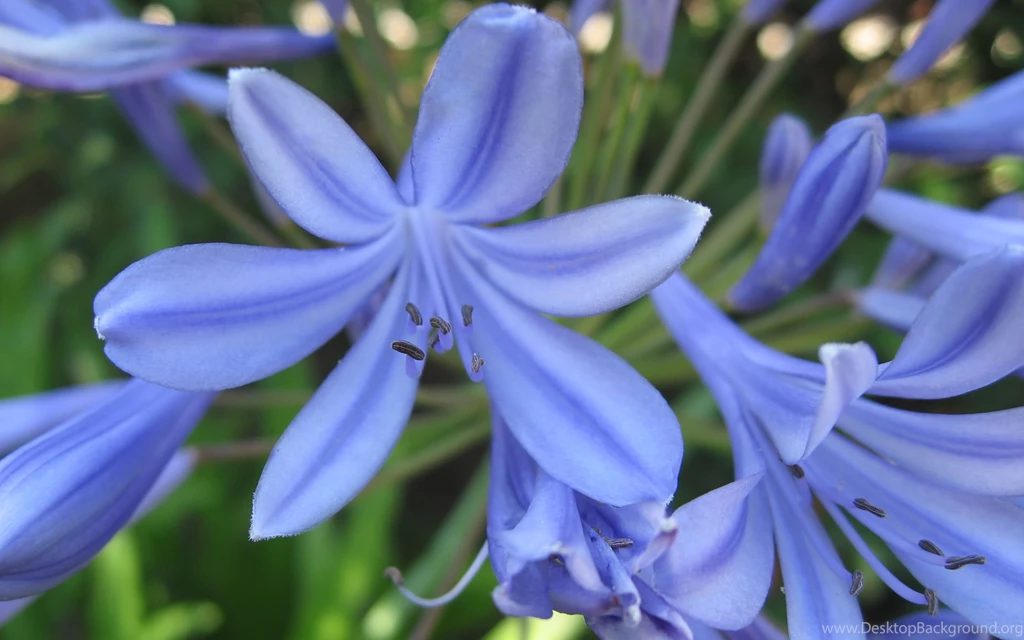 Desktop Hd Download Free Flowers Wallpapers 3d Hd Pictures.