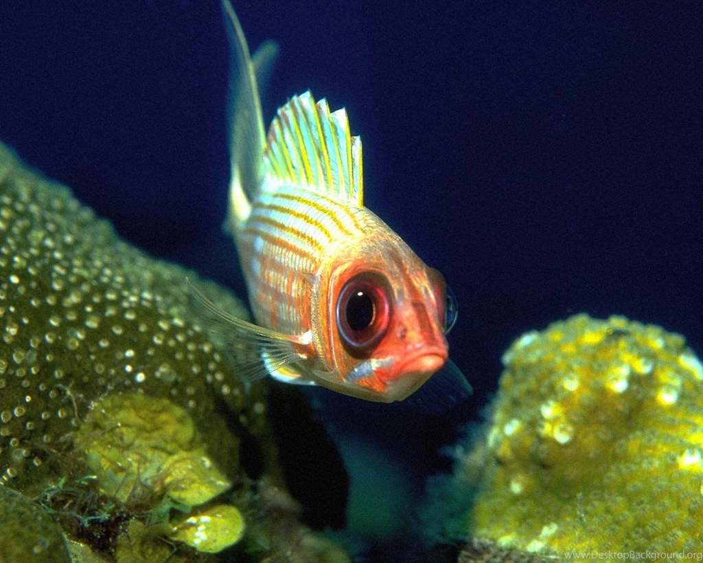 Desktop Wallpapers · Gallery · Animals · German Blue Ram Fish ...