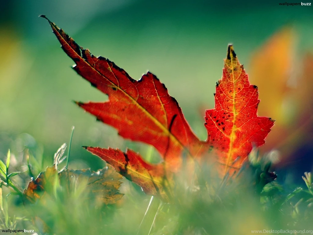A Maple Leaf HD Wallpapers