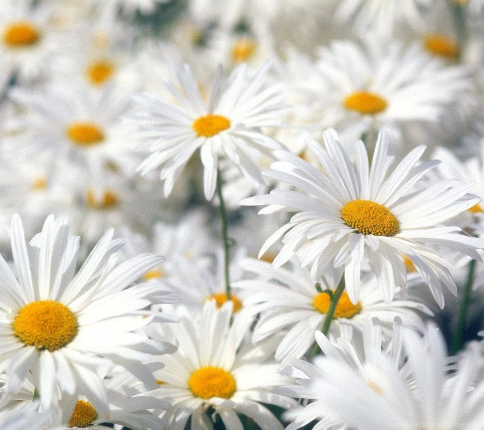 Amazing Flower: Daisy Flower Wallpapers Desktop Background