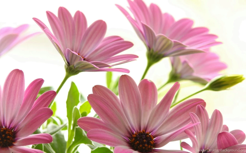Download Pink Daisies Wallpapers Flowers Nature Wallpapers 1920x1200 ...