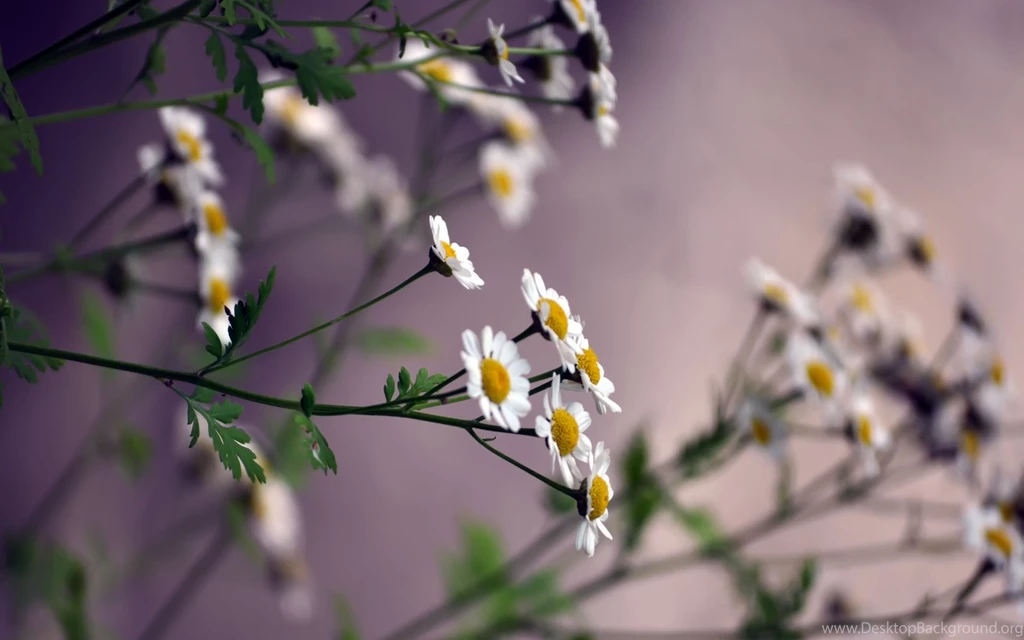Daisies Flowers Wallpapers HD Of Beautiful White Flowers