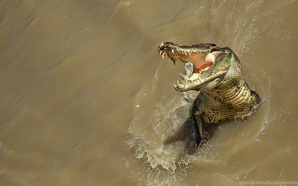 22 Alligator HD Wallpapers