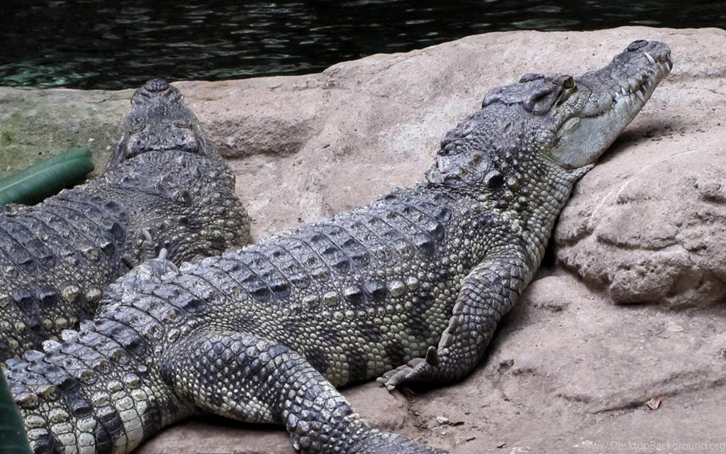 Alligator Wallpapers