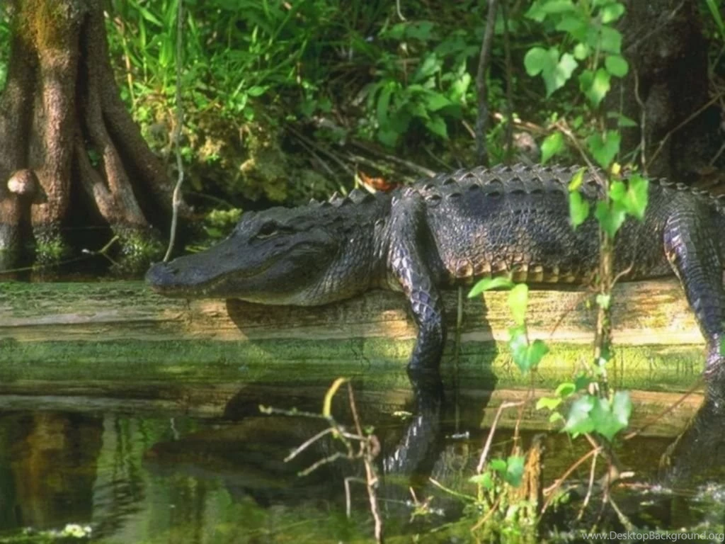 Alligator Wallpapers Wallpapers Cave