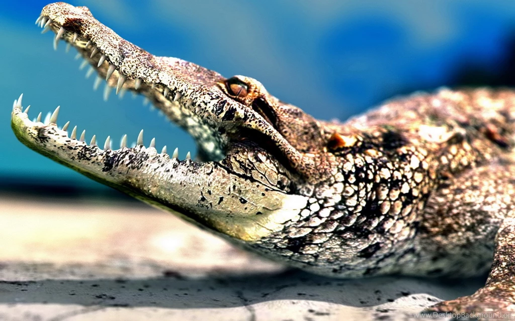 Alligator Close up Wallpapers