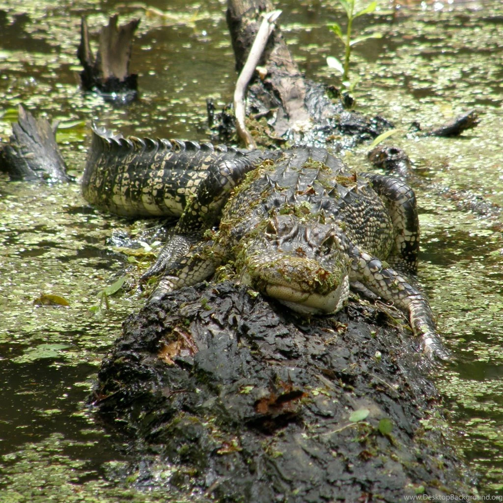 iPad Wallpapers Alligator