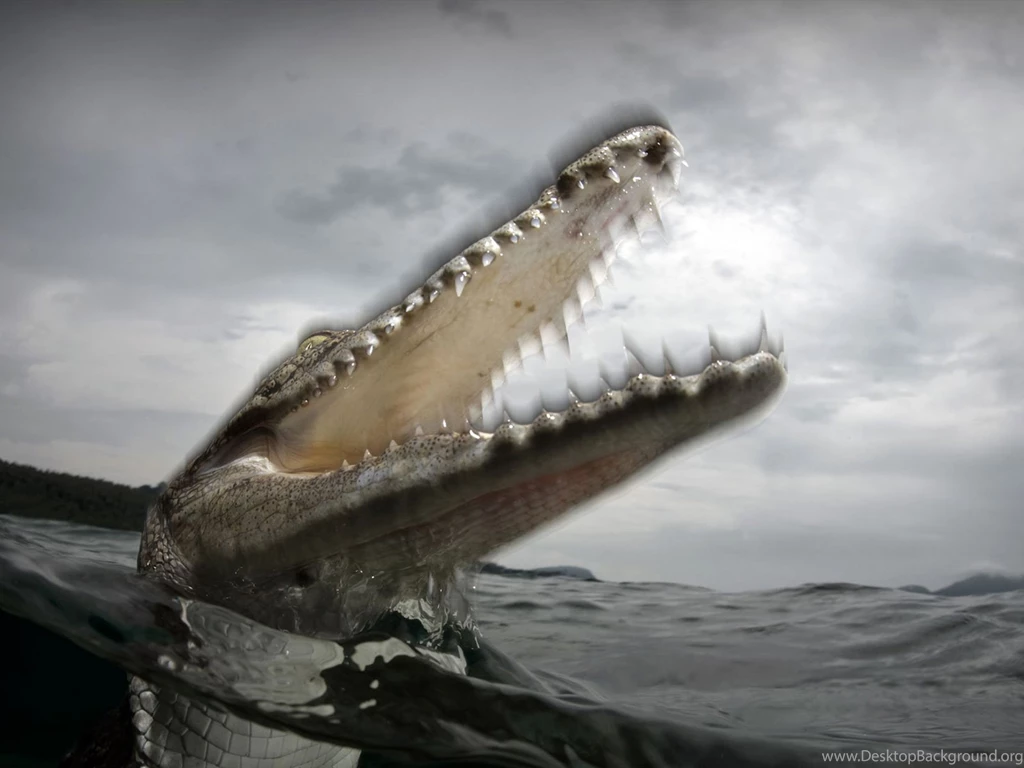Dangerous Alligator Rises From The Water (id: 185484) – BUZZERG