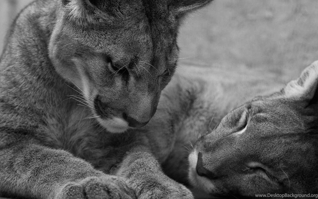 Animals Puma Sleeping Monochrome Wallpapers