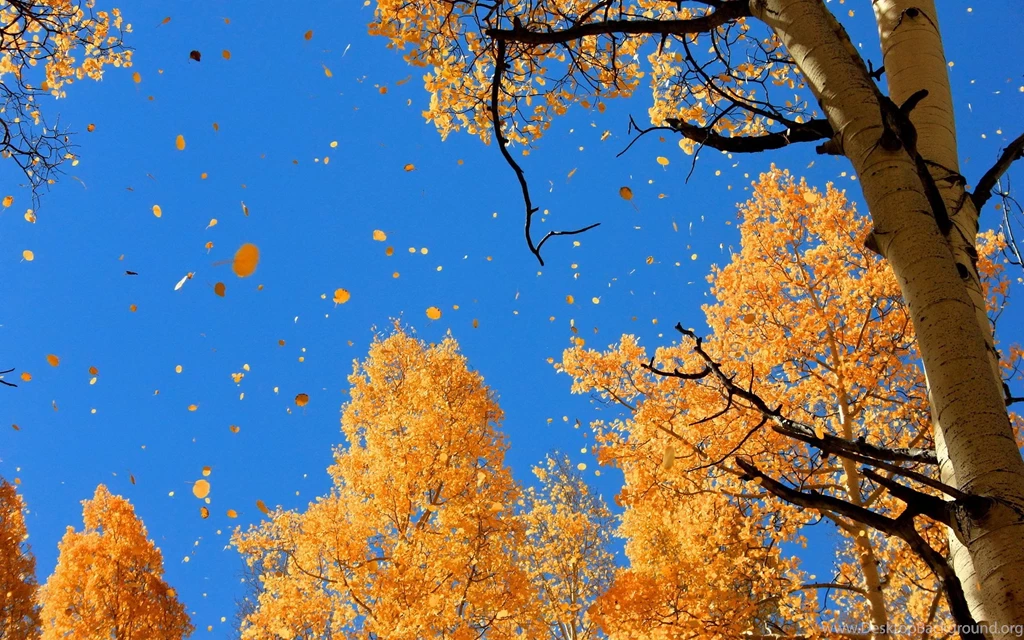 Widescreen Fall Desktop Backgrounds
