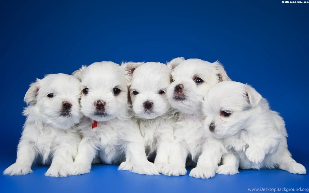 Cute White Puppies Images Wallpapers : Animal Wallpapers Timbena.com