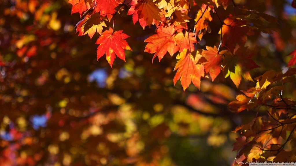 October In Japan HD Desktop Wallpapers : High Definition ...