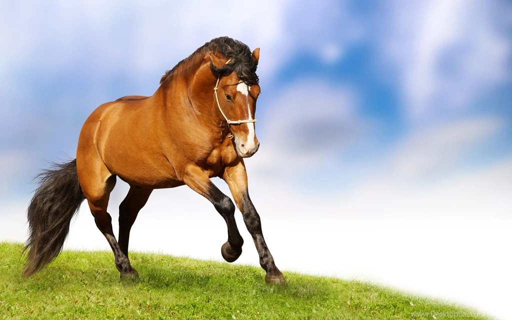 Horses Wallpapers Collection (40+)