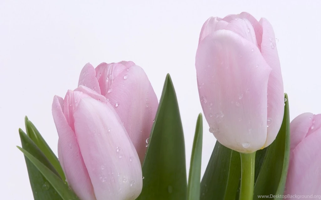 Fresh Flowers Wallpapers Real Flowers Backgrounds