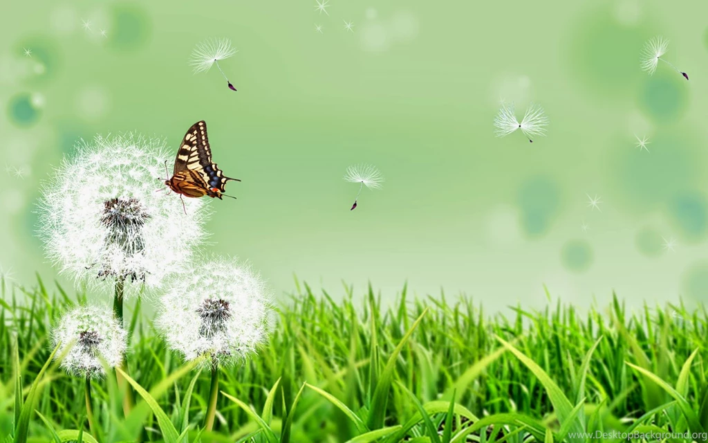 Colorful Butterfly HD Wallpapers