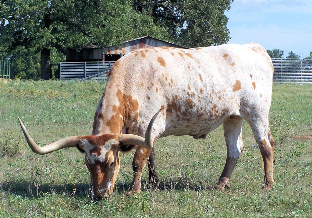 Cows Texas Longhorn Cattle Bevo Desktop Background Images ~ Cows ...