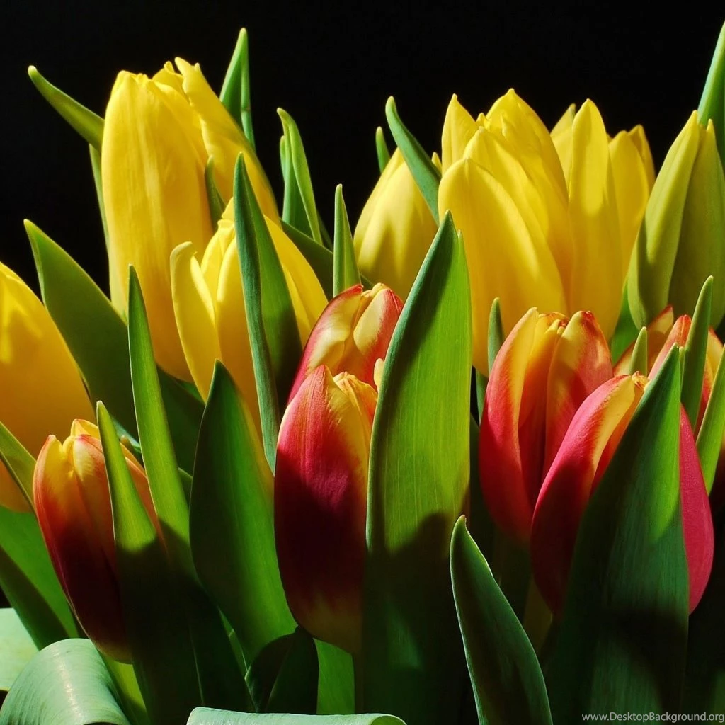 Download Wallpapers 1024x1024 Tulips, Flowers, Buds, Flower, Light ...