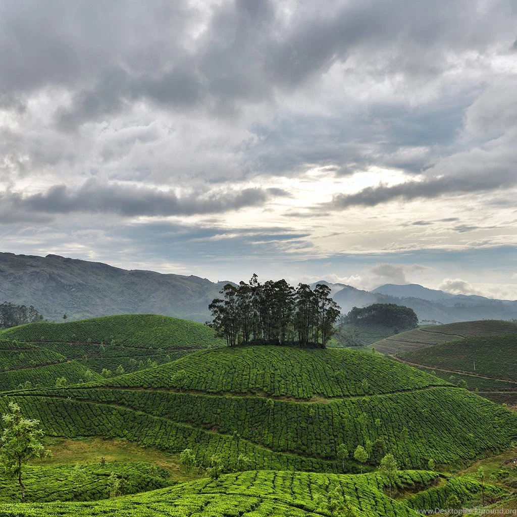 InterfaceLIFT Wallpaper: Munnar Tea Gardens