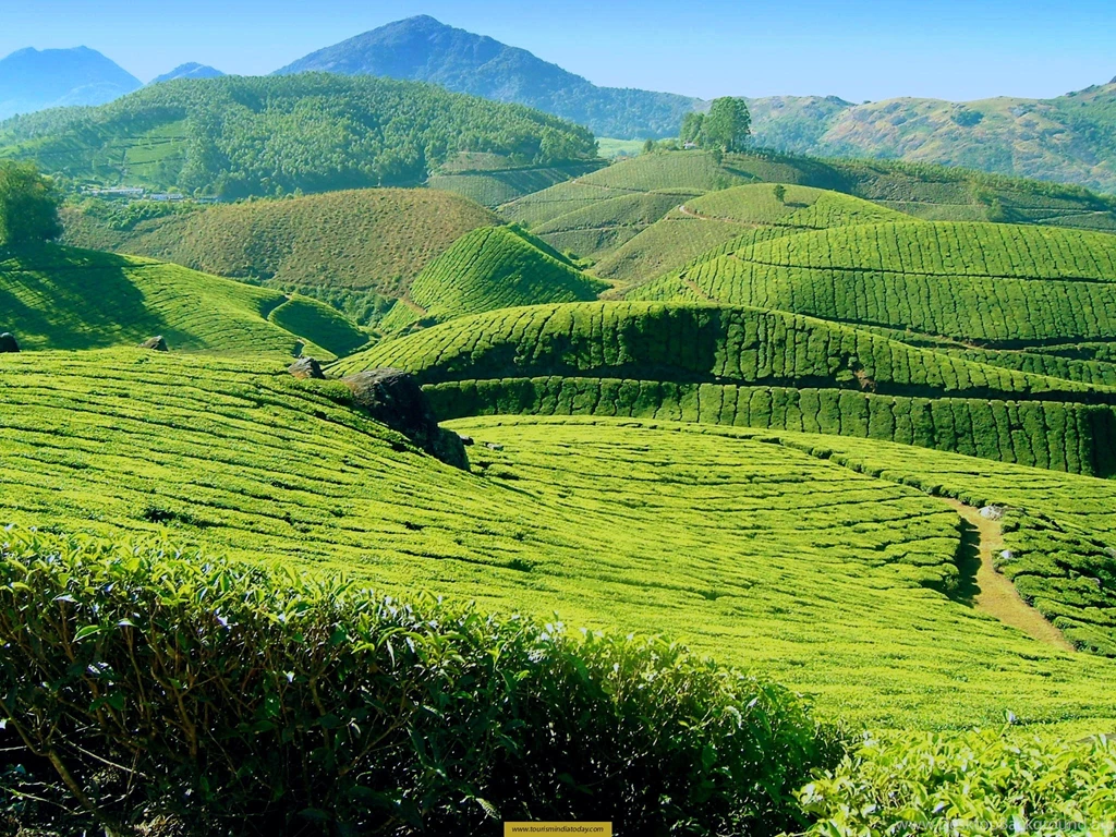 Most Famous Tea Plantation Land – Munnar