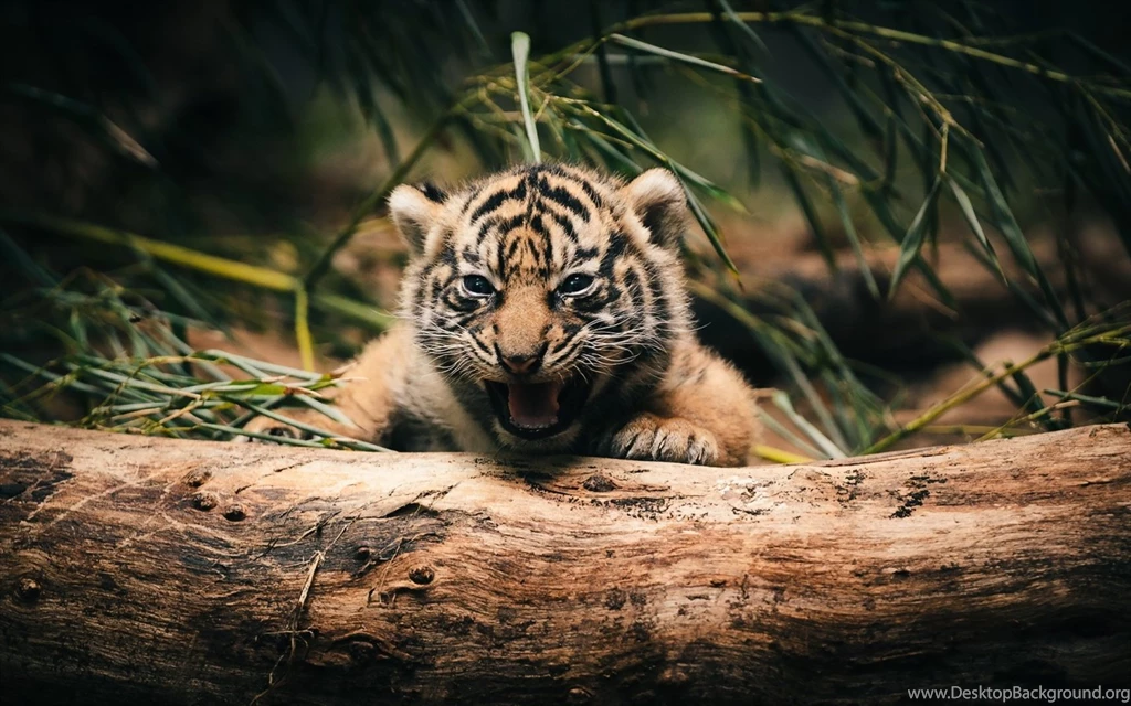 1440x900 Tiger Cub Hd Wallpapers