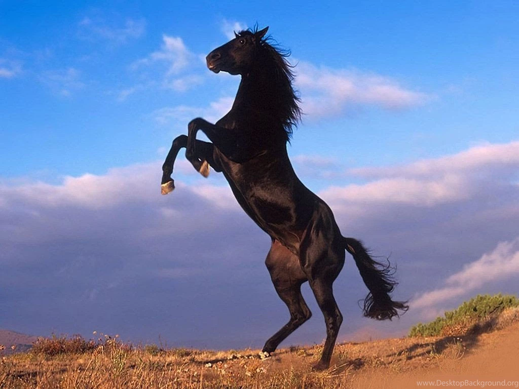 Jesus Power: Horse Wallpapers Hd